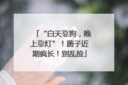 “白天靠狗，晚上靠灯”！菌子近期疯长！别乱捡