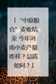 “中原粮仓”麦收结束 今年河南小麦产量咋样？品质如何？
