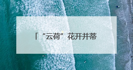 “云荷”花开并蒂 全球两大花都昆明&阿姆斯特丹强强联手