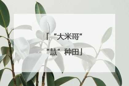 “大米哥”“慧”种田
