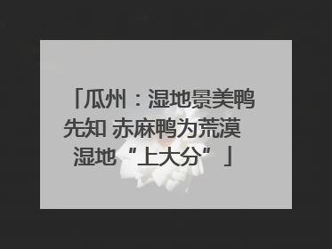 瓜州：湿地景美鸭先知 赤麻鸭为荒漠湿地“上大分”