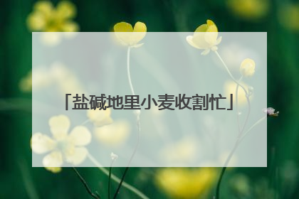 盐碱地里小麦收割忙