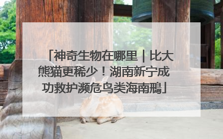 神奇生物在哪里｜比大熊猫更稀少！湖南新宁成功救护濒危鸟类海南鳽