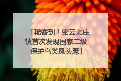 稀客到！密云北庄镇首次发现国家二级保护鸟类凤头鹰