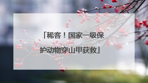 稀客！国家一级保护动物穿山甲获救