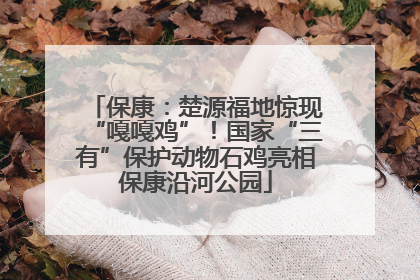 保康：楚源福地惊现“嘎嘎鸡”！国家“三有”保护动物石鸡亮相保康沿河公园