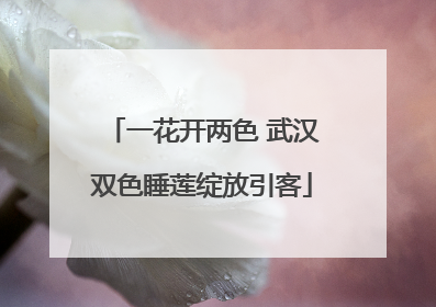 一花开两色 武汉双色睡莲绽放引客