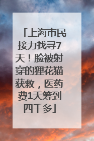 上海市民接力找寻7天！脸被射穿的狸花猫获救，医药费1天筹到四千多