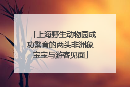 上海野生动物园成功繁育的两头非洲象宝宝与游客见面