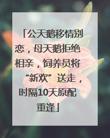 公天鹅移情别恋，母天鹅拒绝相亲，饲养员将“新欢”送走，时隔10天原配重逢