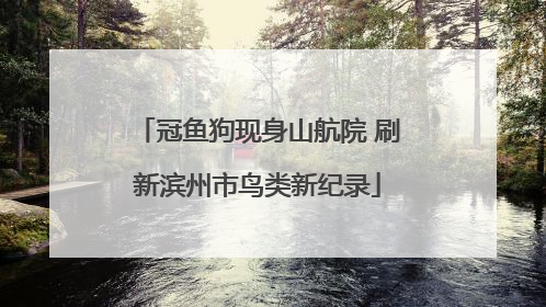 冠鱼狗现身山航院 刷新滨州市鸟类新纪录