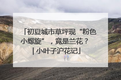 初夏城市草坪现“粉色小螺旋”，竟是兰花？ | 小叶子沪花记
