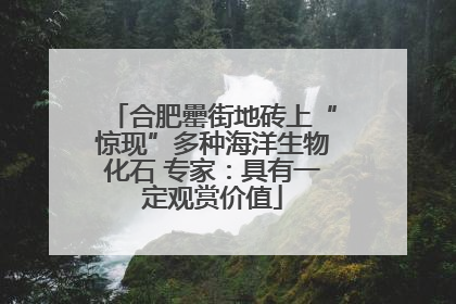 合肥罍街地砖上“惊现”多种海洋生物化石 专家：具有一定观赏价值
