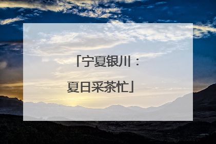 宁夏银川：夏日采茶忙