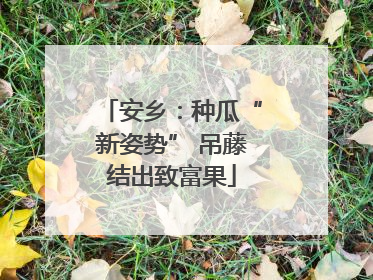 安乡：种瓜“新姿势” 吊藤结出致富果