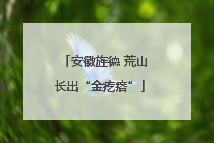 安徽旌德 荒山长出“金疙瘩”