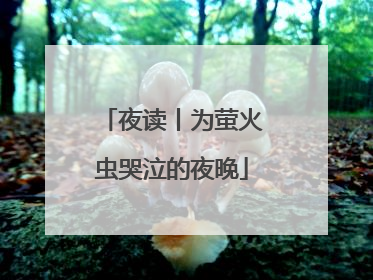 夜读丨为萤火虫哭泣的夜晚