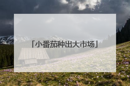 小番茄种出大市场