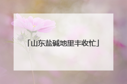 山东盐碱地里丰收忙