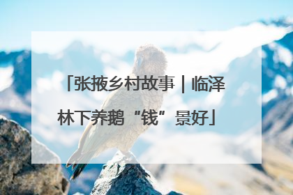张掖乡村故事｜临泽林下养鹅“钱”景好