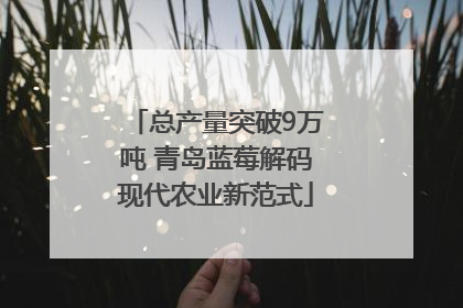 总产量突破9万吨 青岛蓝莓解码现代农业新范式