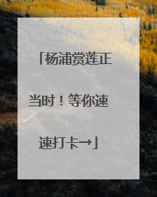 杨浦赏莲正当时！等你速速打卡→