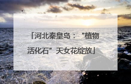 河北秦皇岛：“植物活化石”天女花绽放