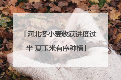 河北冬小麦收获进度过半 夏玉米有序种植