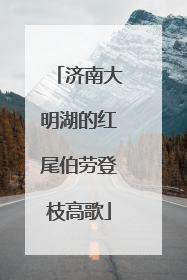 济南大明湖的红尾伯劳登枝高歌