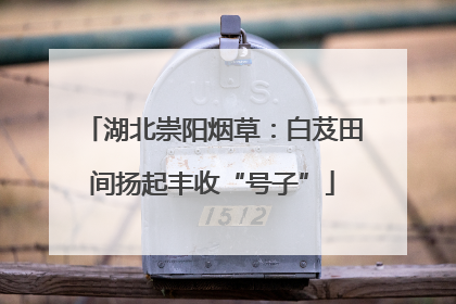 湖北崇阳烟草：白芨田间扬起丰收“号子”
