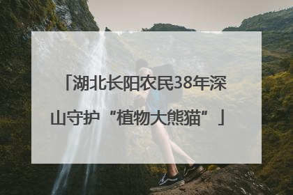 湖北长阳农民38年深山守护“植物大熊猫”