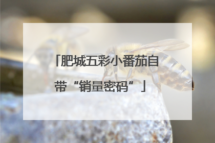 肥城五彩小番茄自带“销量密码”
