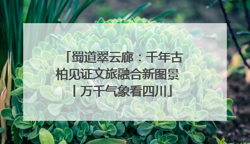 蜀道翠云廊：千年古柏见证文旅融合新图景丨万千气象看四川