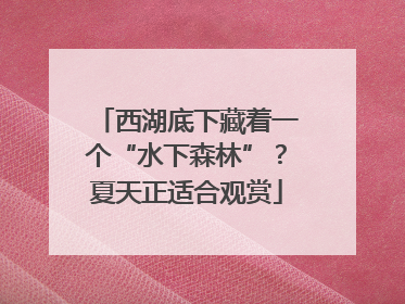 西湖底下藏着一个“水下森林”？夏天正适合观赏