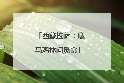 西藏拉萨：藏马鸡林间觅食
