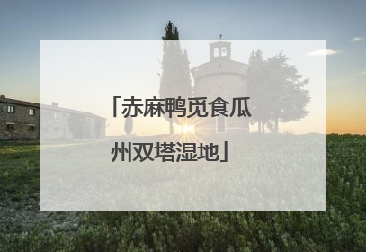 赤麻鸭觅食瓜州双塔湿地