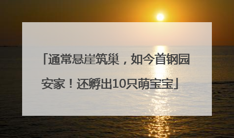 通常悬崖筑巢，如今首钢园安家！还孵出10只萌宝宝