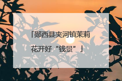 郧西县夹河镇茉莉花开好“钱景”