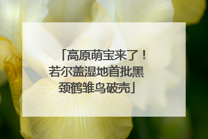 高原萌宝来了！若尔盖湿地首批黑颈鹤雏鸟破壳