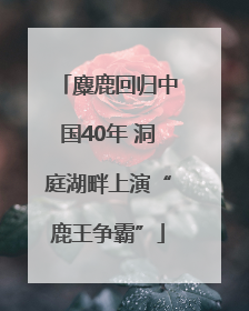麋鹿回归中国40年 洞庭湖畔上演“鹿王争霸”
