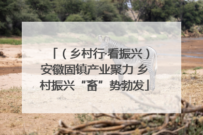 （乡村行·看振兴）安徽固镇产业聚力 乡村振兴“畜”势勃发
